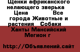 Щенки африканского нелающего зверька  › Цена ­ 35 000 - Все города Животные и растения » Собаки   . Ханты-Мансийский,Мегион г.